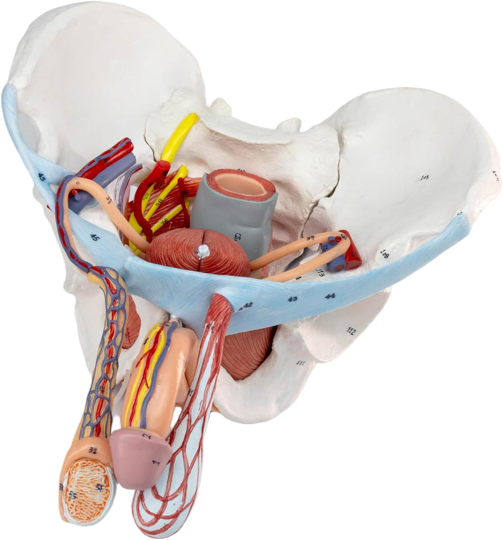 HADWYN 11 Part Life Size Male Pelvis Model with Removable Organs, Male Pelvic Floor Muscle Anatomical Model with Urinary and Reproductive System Magnetic Mounting for Teaching Learning Display