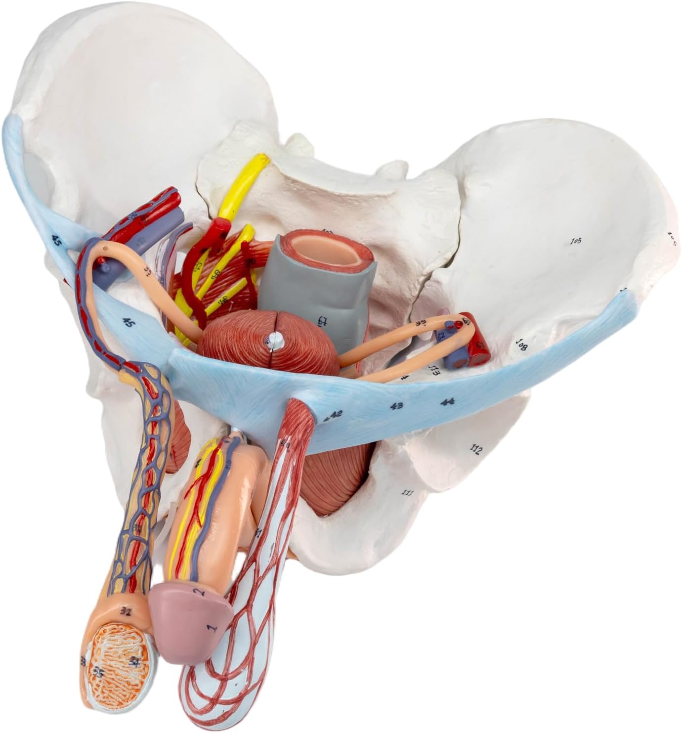 HADWYN 11 Part Life Size Male Pelvis Model with Removable Organs, Male Pelvic Floor Muscle Anatomical Model with Urinary and Reproductive System Magnetic Mounting for Teaching Learning Display