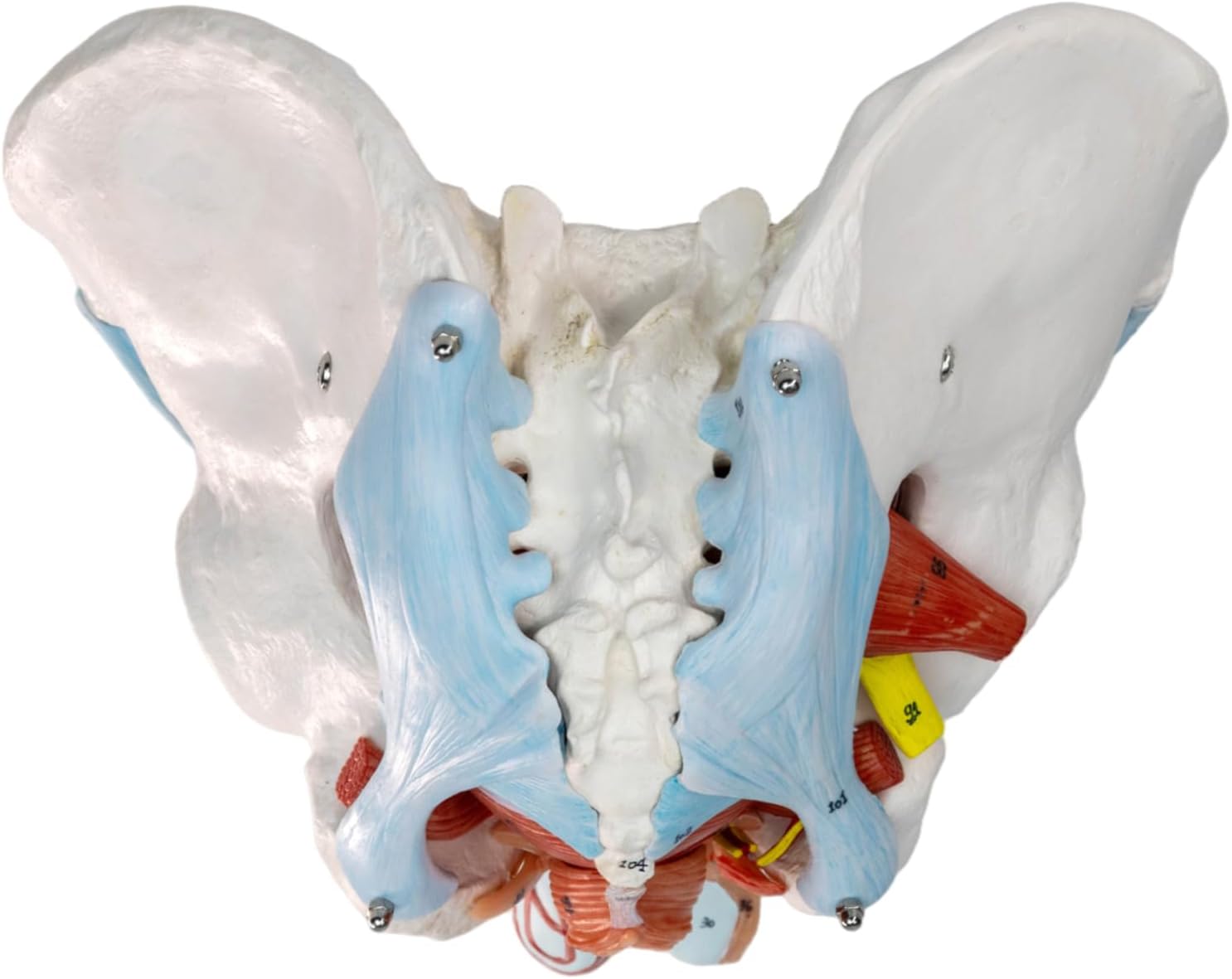 HADWYN 11 Part Life Size Male Pelvis Model with Removable Organs, Male Pelvic Floor Muscle Anatomical Model with Urinary and Reproductive System Magnetic Mounting for Teaching Learning Display