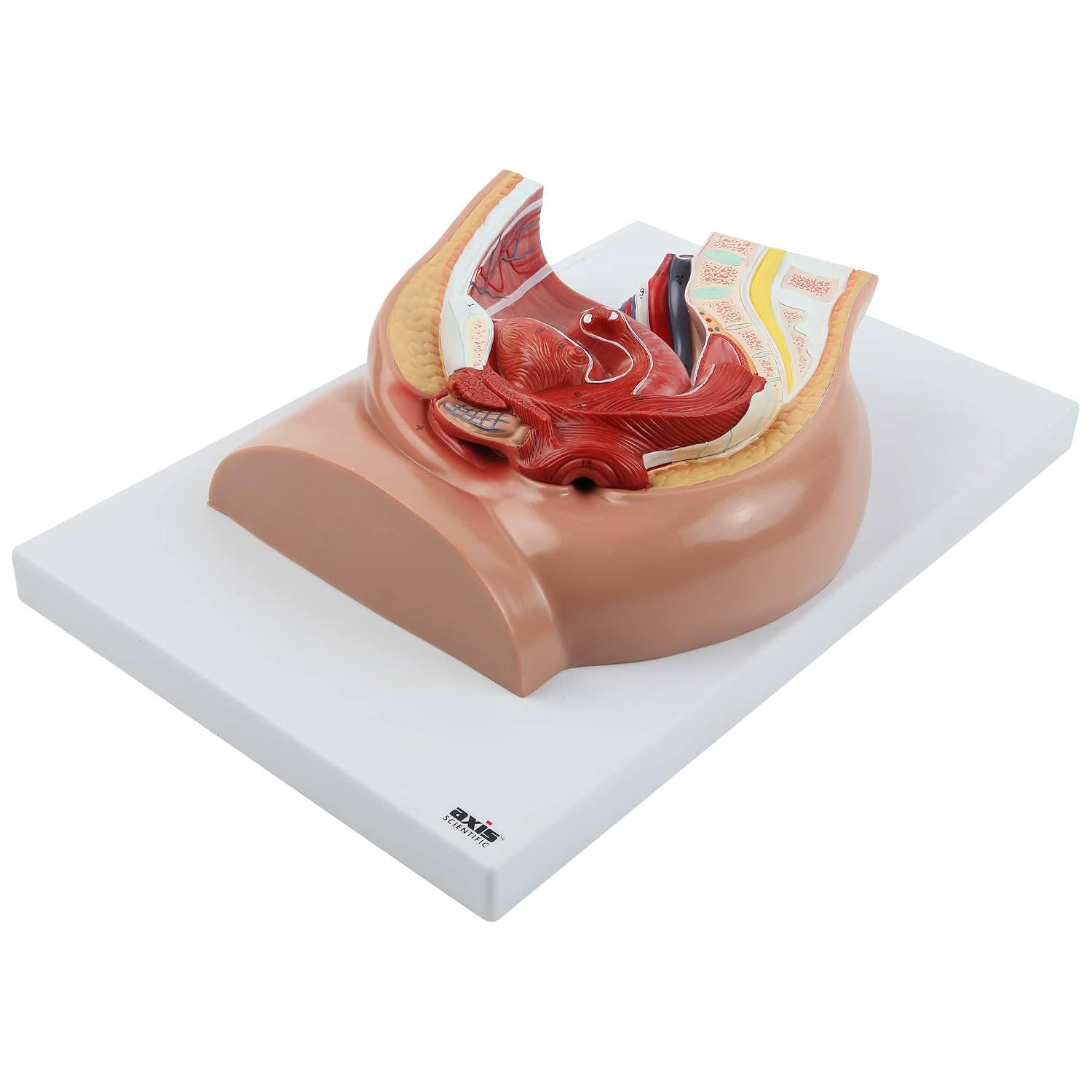 Axis Scientific 2-Part Median Section Female Pelvis Anatomy Model Includes Urinary, Vascular, Muscular Anatomy for Medical Education & Study Manual, demonstration skill, Human anatomy system miniature