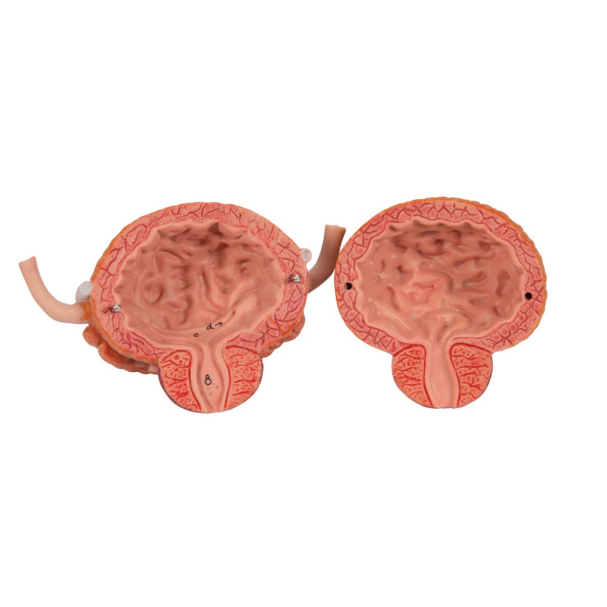 3B Scientific K32 Dual Sex 6-part Urinary System - 3B Smart Anatomy