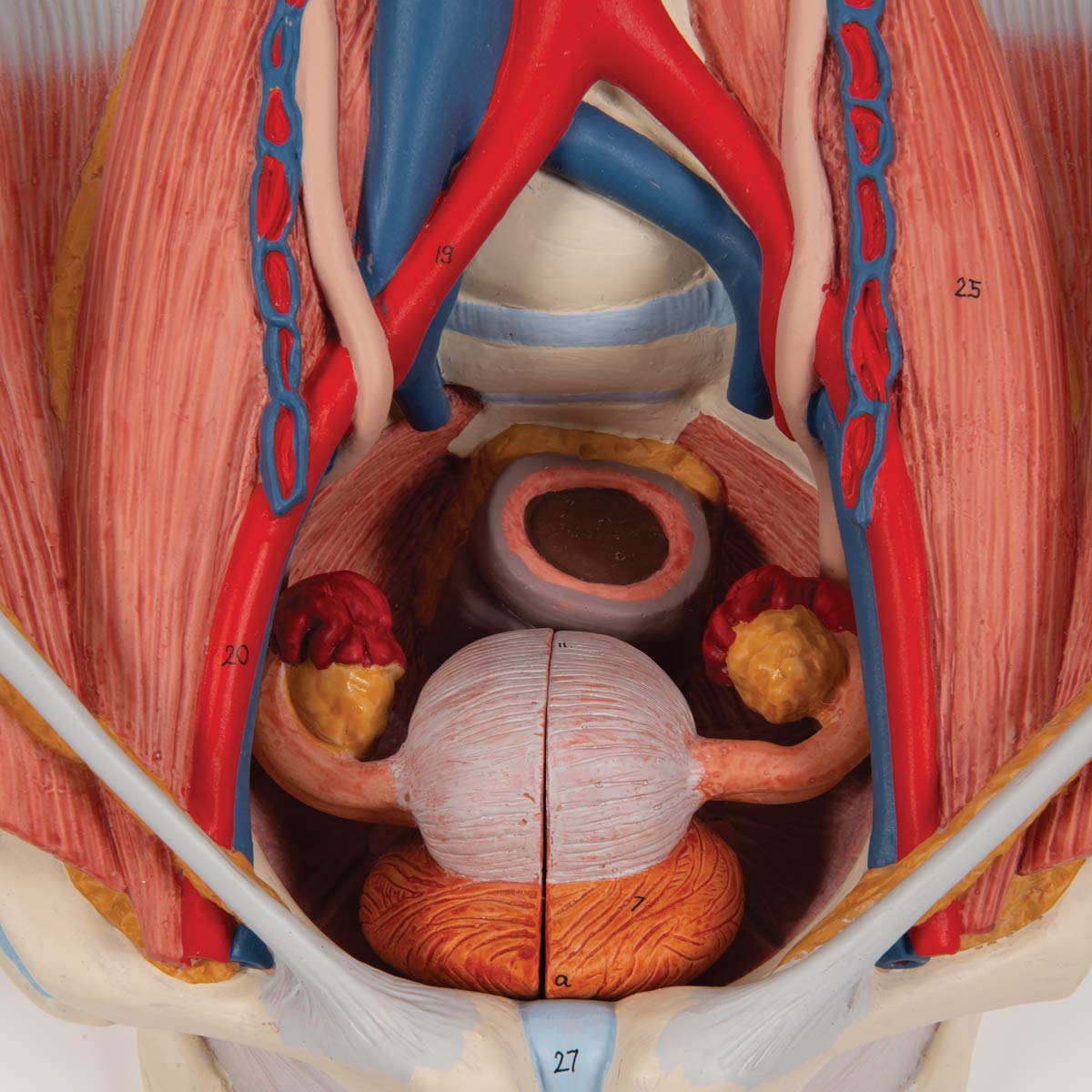 3B Scientific K32 Dual Sex 6-part Urinary System - 3B Smart Anatomy
