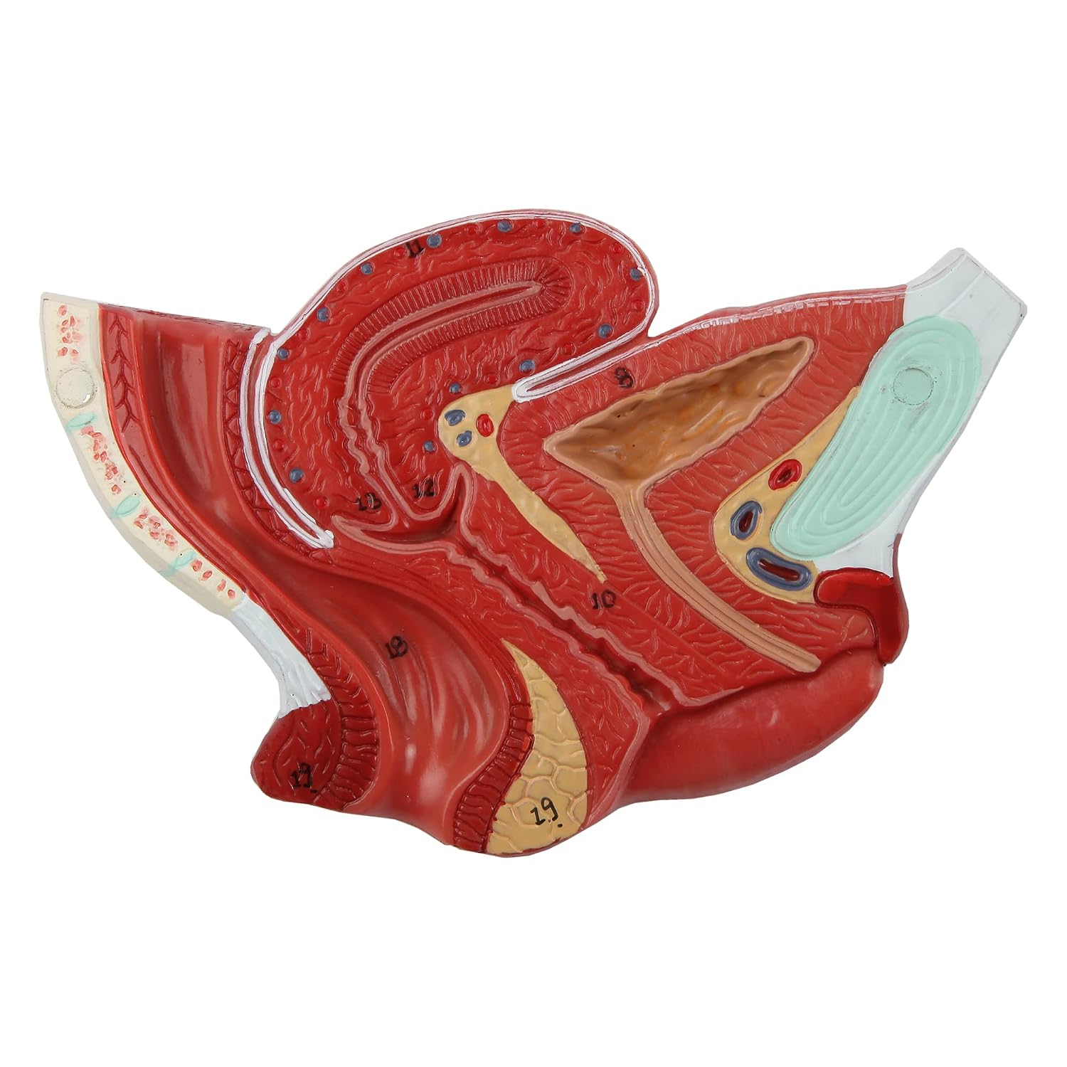 Axis Scientific 2-Part Median Section Female Pelvis Anatomy Model Includes Urinary, Vascular, Muscular Anatomy for Medical Education & Study Manual, demonstration skill, Human anatomy system miniature