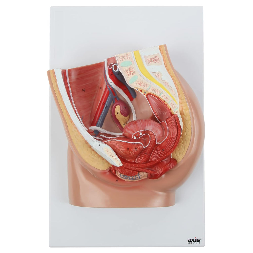 Axis Scientific 2-Part Median Section Female Pelvis Anatomy Model Includes Urinary, Vascular, Muscular Anatomy for Medical Education & Study Manual, demonstration skill, Human anatomy system miniature