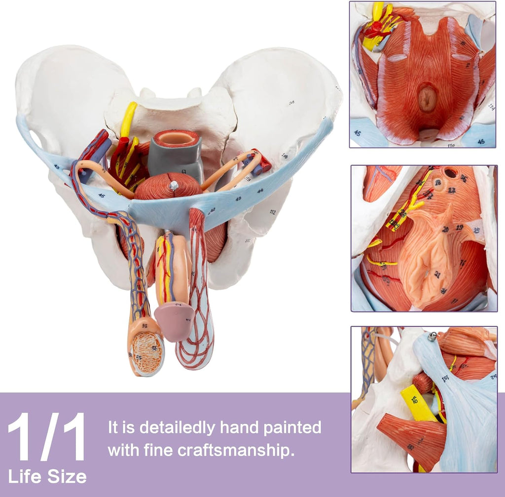 HADWYN 11 Part Life Size Male Pelvis Model with Removable Organs, Male Pelvic Floor Muscle Anatomical Model with Urinary and Reproductive System Magnetic Mounting for Teaching Learning Display