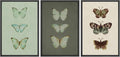 wall26 Framed Canvas Print Wall Art Set Vintage Butterfly Collection Botanical Illustrations Modern Art Decorative Floral Botanical Minimal for Bedroom - 24'x36'x3 Black