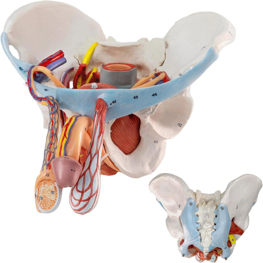 HADWYN 11 Part Life Size Male Pelvis Model with Removable Organs, Male Pelvic Floor Muscle Anatomical Model with Urinary and Reproductive System Magnetic Mounting for Teaching Learning Display