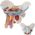 HADWYN 11 Part Life Size Male Pelvis Model with Removable Organs, Male Pelvic Floor Muscle Anatomical Model with Urinary and Reproductive System Magnetic Mounting for Teaching Learning Display
