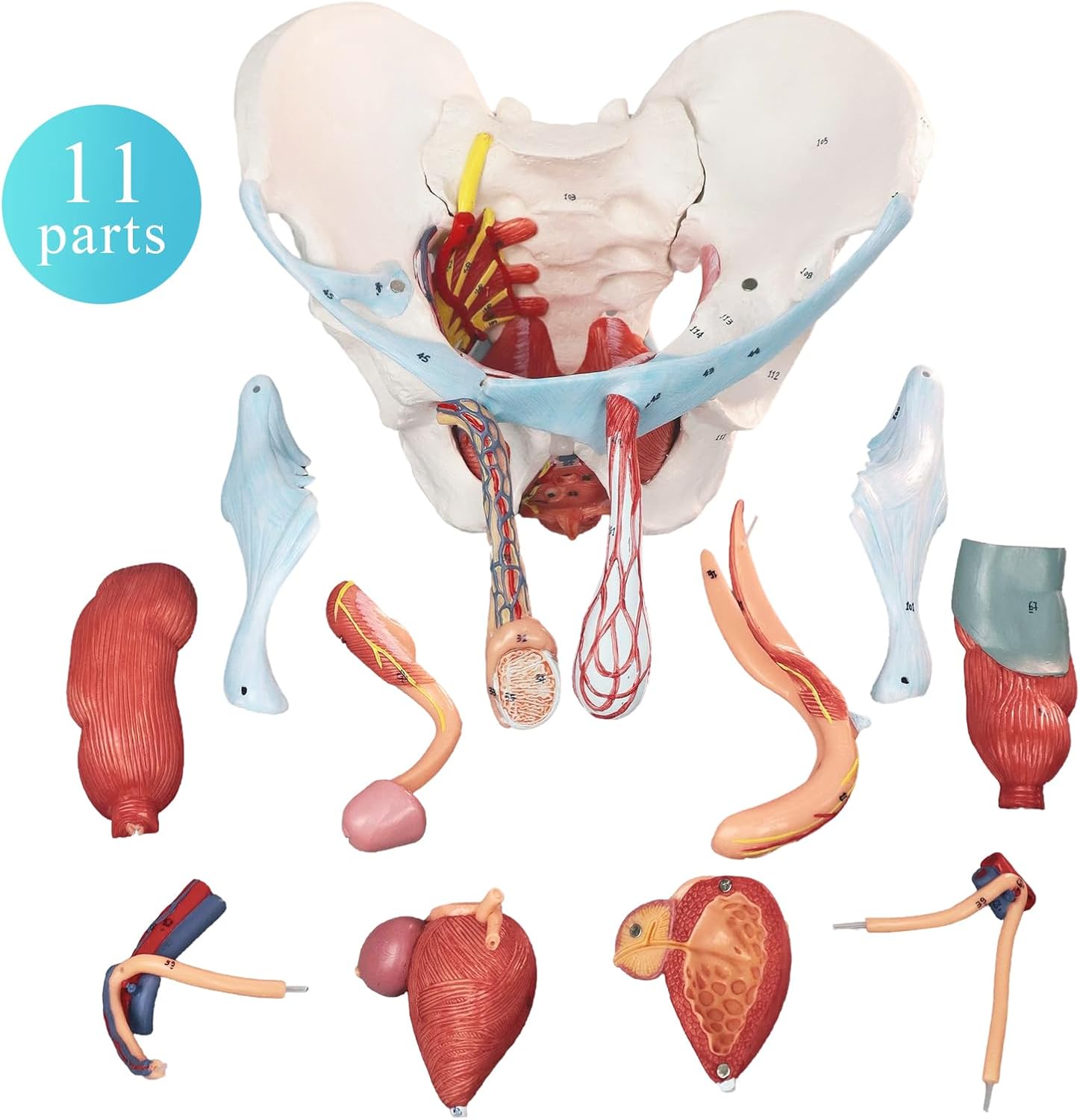 HADWYN 11 Part Life Size Male Pelvis Model with Removable Organs, Male Pelvic Floor Muscle Anatomical Model with Urinary and Reproductive System Magnetic Mounting for Teaching Learning Display