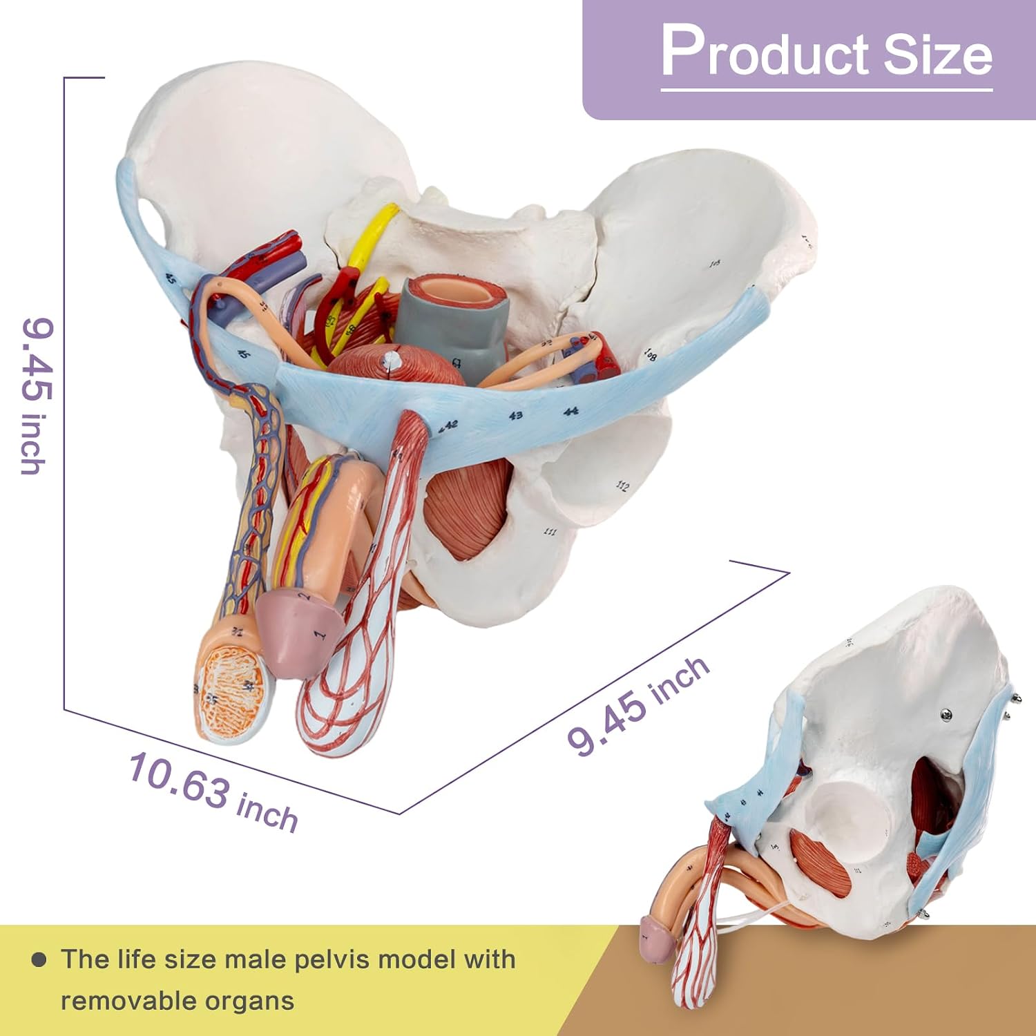 HADWYN 11 Part Life Size Male Pelvis Model with Removable Organs, Male Pelvic Floor Muscle Anatomical Model with Urinary and Reproductive System Magnetic Mounting for Teaching Learning Display