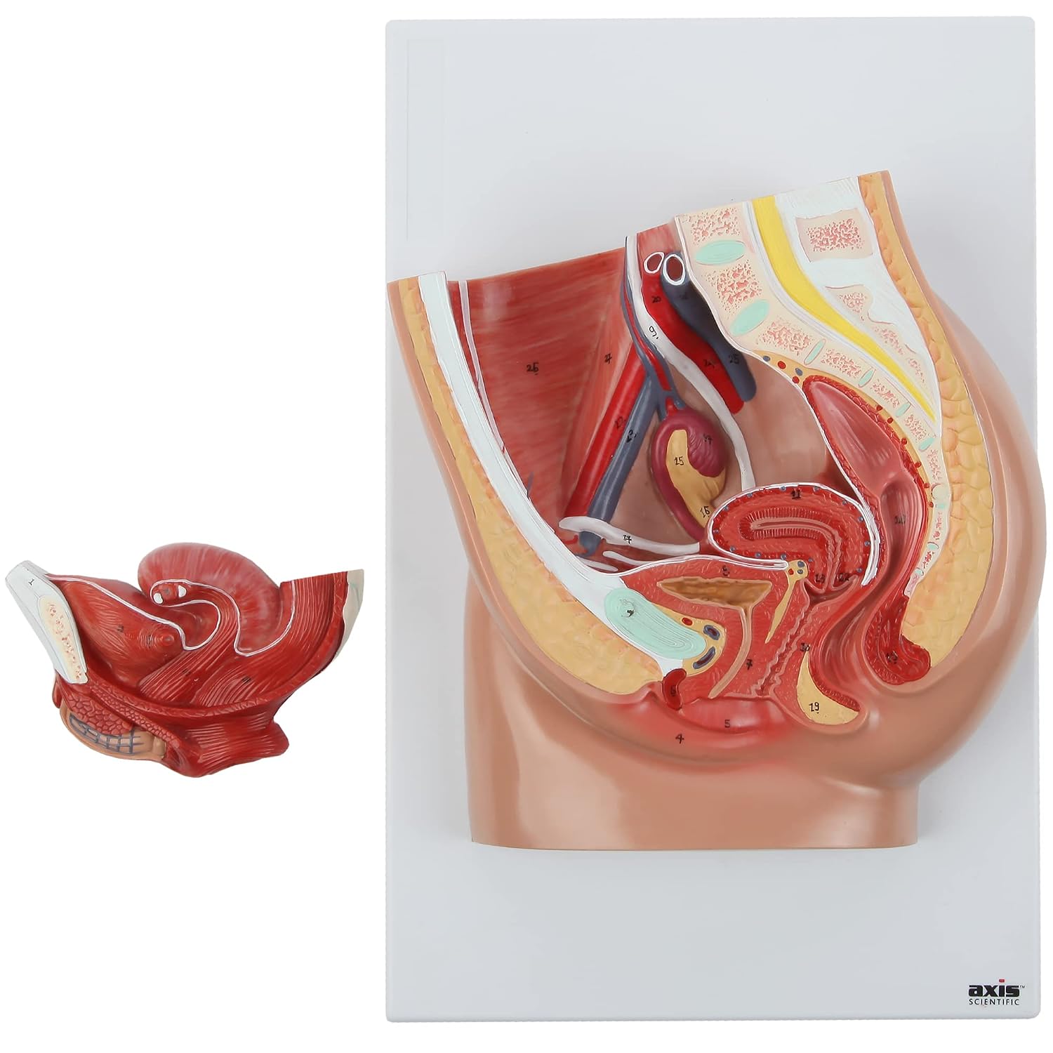 Axis Scientific 2-Part Median Section Female Pelvis Anatomy Model Includes Urinary, Vascular, Muscular Anatomy for Medical Education & Study Manual, demonstration skill, Human anatomy system miniature