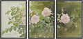 wall26 Framed Print Wall Art Set Blush Pink Rose Garden Botanical Decorative Minimal Relax/Zen for Living Room, Bedroom, Office - 16'x24'x3 BLACK